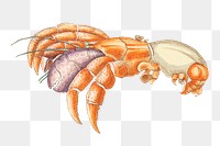 Png sticker diogenes crab shell illustration