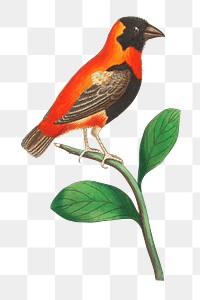 Png animal sticker  grenadier grosbeak bird illustration