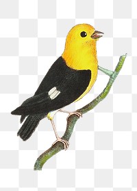 Png animal sticker manakin vintage bird graphic