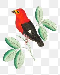 Png animal sticker red manakin bird illustration