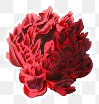 Red Chinese peony blooming png floral cut out