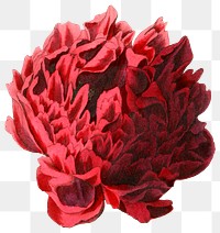 Red Chinese peony flower png cut out illustrated