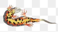 Png sticker warted newt vintage amphibian clipart