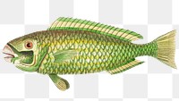 Png hand drawn fish green scarus fish illustration 