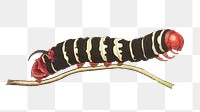 Png sticker transformation cassava sphinx worm illustration