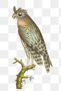 Png bird sticker least horned owl 