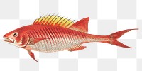 Png animal sticker red bodian fish vintage graphic