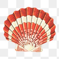 Png hand drawn lesser scallop shell vintage illustration