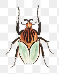Png cacique beetle bug vintage illustration