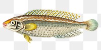 Png animal sticker guttulated larbus fish vintage illustration 