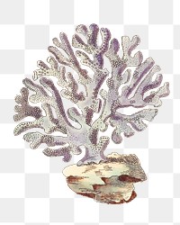 Png Violaceous millipore coral illustration
