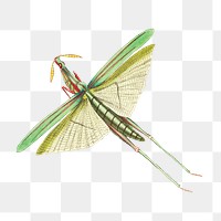 Png illustration long fronted locust dragonfly