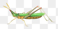 Png hand drawn green locust insect clipart