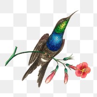 Png hand drawn furcated hummingbird illustration g
