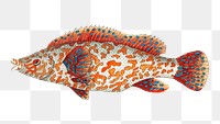 Png animal sticker fish variegated wrasse vintage illustration
