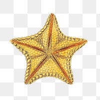Mince pie starfish illustration png