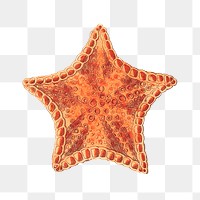 Png carved asterias starfish vintage clipart