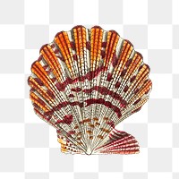 Png mantle scallop shell vintage illustration