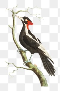 Png hand drawn white billed woodpecker bird illustration 