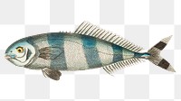 Png hand drawn pilot mackerel fish illustration 