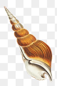 Png hand drawn spindle strombus shell illustration