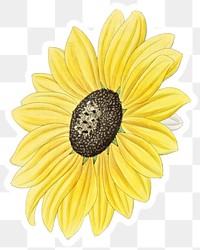 Blooming yellow sunflower png floral cut out 