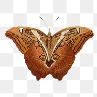 Png sticker automedon giant owl butterfly clipart