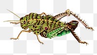 Png sticker elephant locust insect illustration