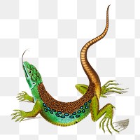 Png ameiva lizard vintage clipart