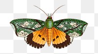 Png sticker hypermnestra moth vintage clipart