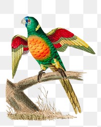 Png hand drawn bird long tailed green parrot illustration