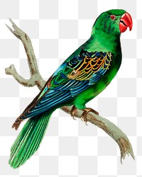 Png hand drawn bird great billed parrot graphic