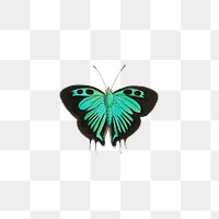 Png black double tailed butterfly illustration