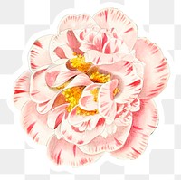 Vintage camellia png botanical cut out illustrated