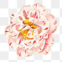 Pink camellia flower png floral illustrated