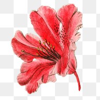 Vintage red azalea flower png floral cut out