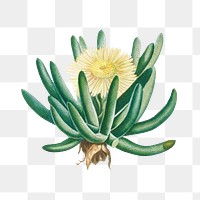Mesembryanthemum Linguiforme transparent png