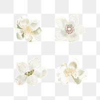 Set of blooming flowers transparent png