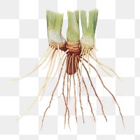Vintage Iris flower root illustration transparent png