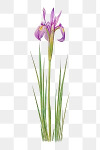 Vintage Iris flower illustration transparent png