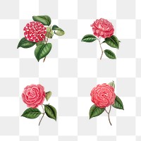 Set of vintage Camellia roses transparent png