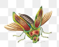 Png Great buprestis insect illustration