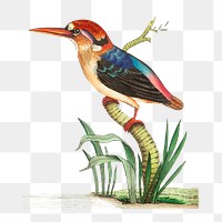 Png sticker red headed kingfisher clipart