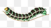 Png thysania agrippina caterpillar worm illustration