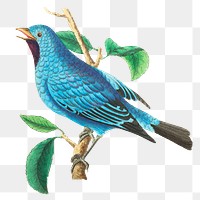 Png sticker bird silken feathered chatterer clipart