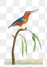 Png sticker minute kingfisher bird illustration 