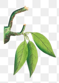 Png green leaf branch clipart