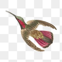 Png sticker purple tailed hummingbird illustration