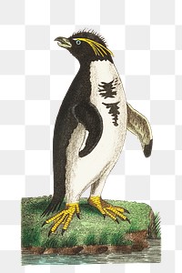 Png sticker crested penguin bird illustration