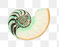 Whitish nautilus shell illustration png clipart